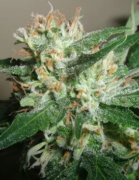 Powdered Peak Feminised Cannabis Seeds  | Superstrains