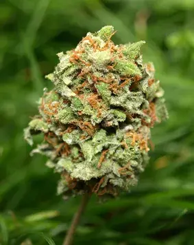 Rocky Mountain High Feminised Cannabis Seeds | Superstrains