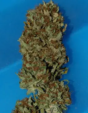 Steve McGarretts Hair Feminised Cannabis Seeds | Superstrains