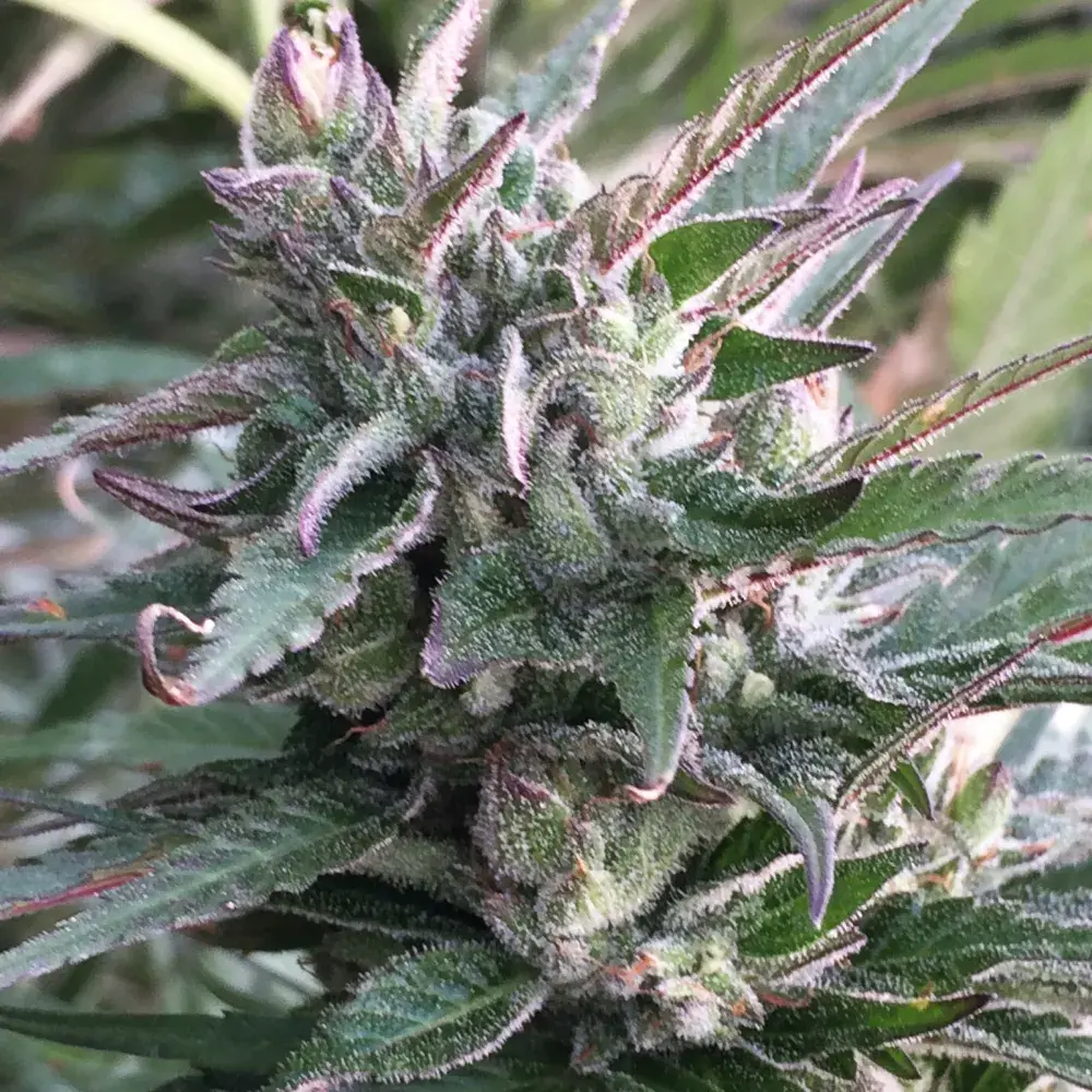 Thai Chi Feminised Cannabis Seeds | Ace Seeds