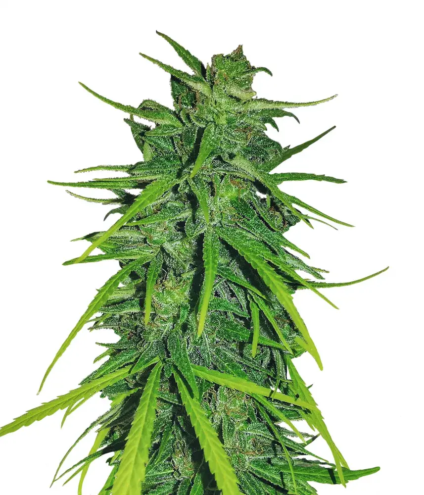 Thai x Panama Feminised Cannabis Seeds | Ace Seeds