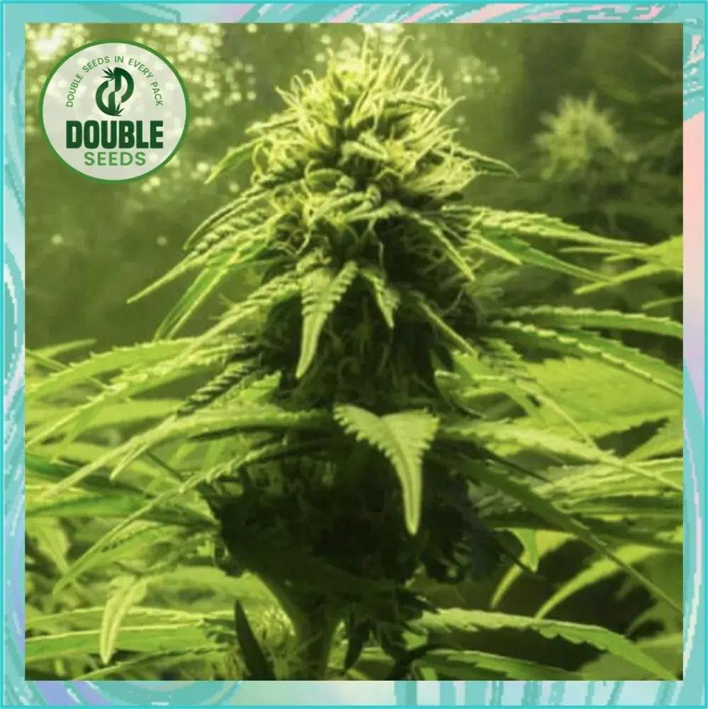 The BULK Cannabis Seeds - Double Seeds.