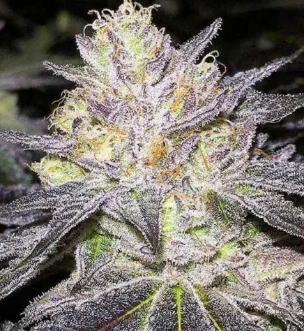 The Cake Feminised Cannabis Seeds | BC Bud Depot