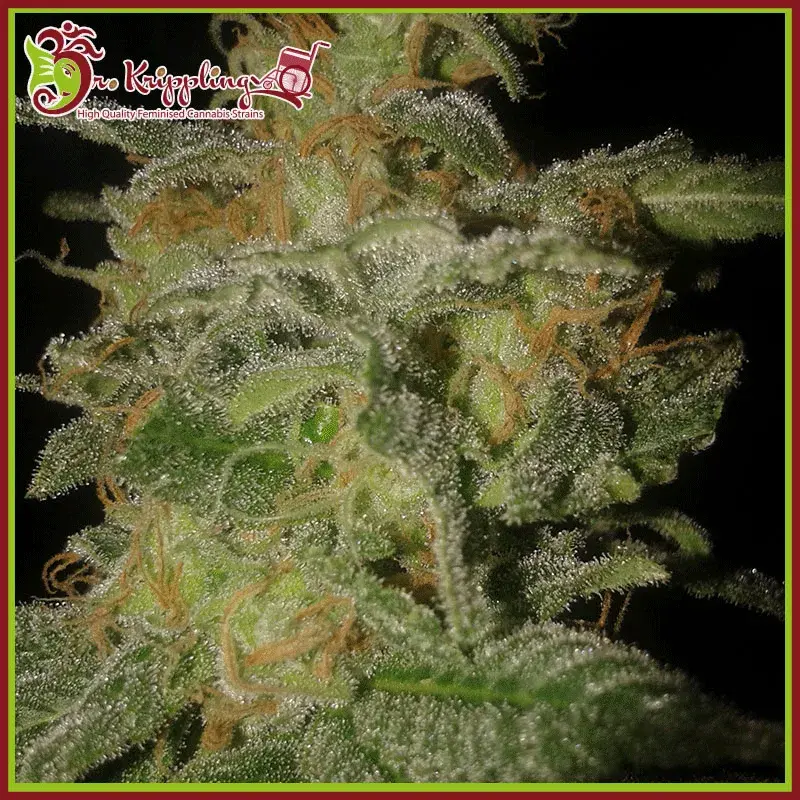 Incredible Bulk Auto Feminised Cannabis Seeds | Dr Krippling 