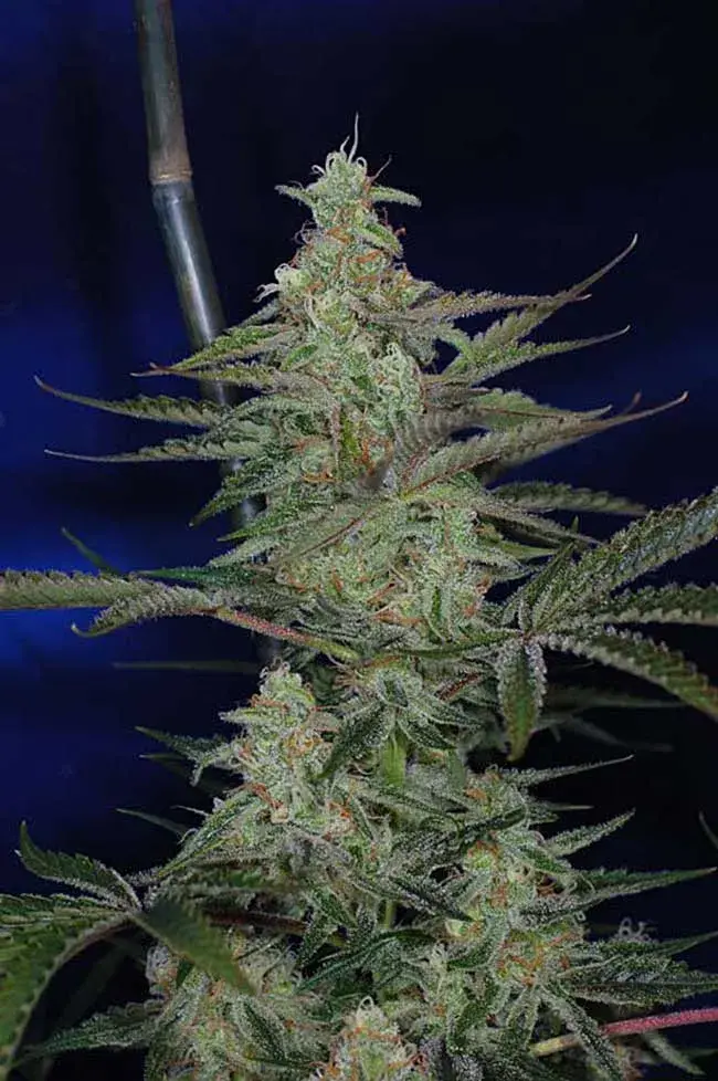 The Third Dimension Regular Cannabis Seeds|  | TGA Seeds