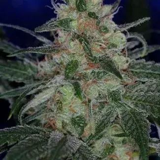 The Void Regular Cannabis Seeds | TGA Seeds