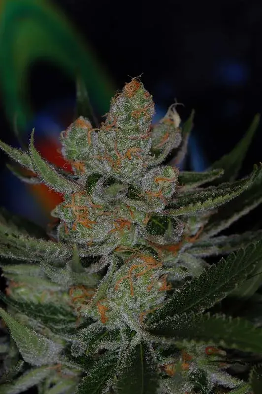 Vortex Regular Cannabis Seeds | TGA Seeds