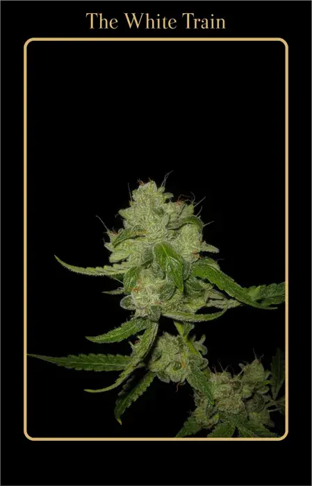 The White Train Auto Feminised Cannabis Seeds