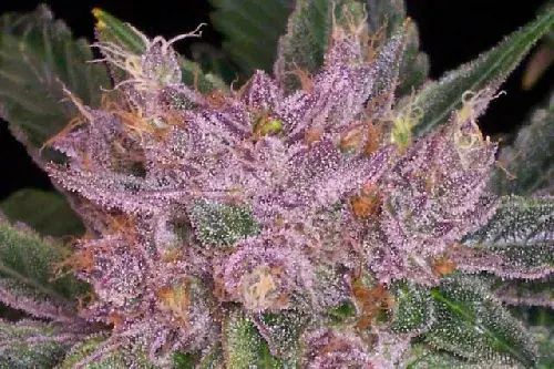 The Purp Regular Cannabis Seeds