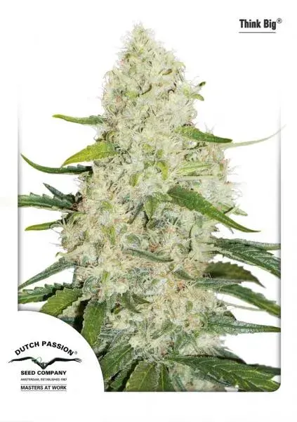 Think BIG AutoFlowering Feminised Cannabis Seeds | Dutch Passion 