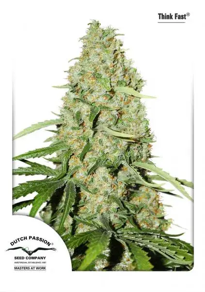 Think Fast Feminised Cannabis Seeds | Dutch Passion 