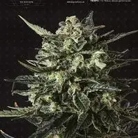 Thunder Haze Auto Feminised Cannabis Seeds