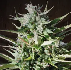 Tikal Regular Cannabis Seeds | Ace Seeds