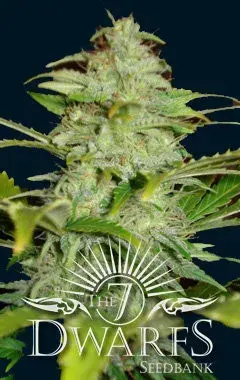 Titan Auto Feminised Cannabis Seeds | 7 Dwarf Seeds