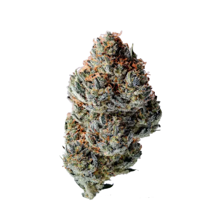 Toad Venum Auto Feminised Cannabis Seeds - Growers Choice.