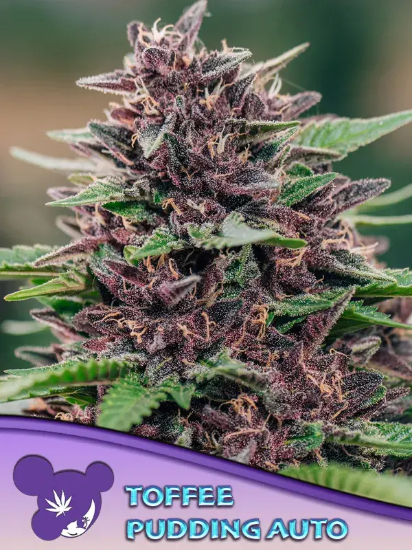 Toffee Pudding Auto Feminised Cannabis Seeds - Anesia Seeds