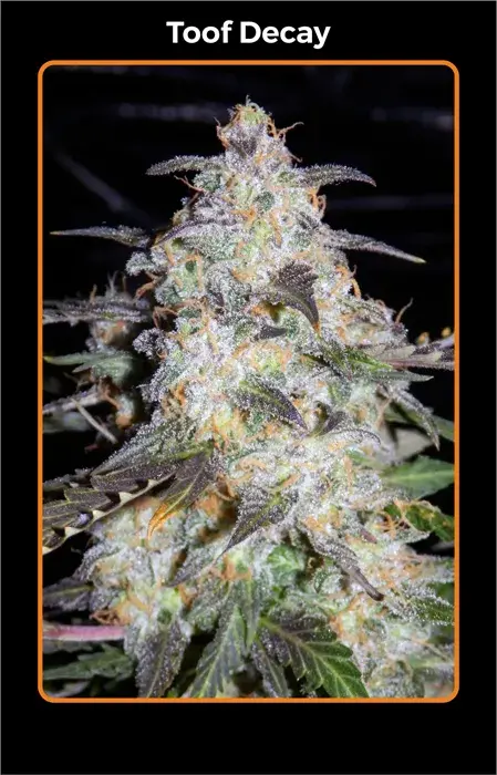 Toof Decay Auto Feminised Cannabis Seeds