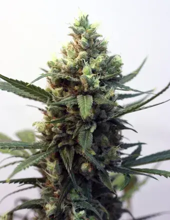 Toxic Feminised Cannabis Seeds