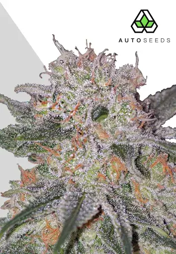 Trans Siberian Autoflowering Feminised Cannabis Seeds | Auto Seeds 