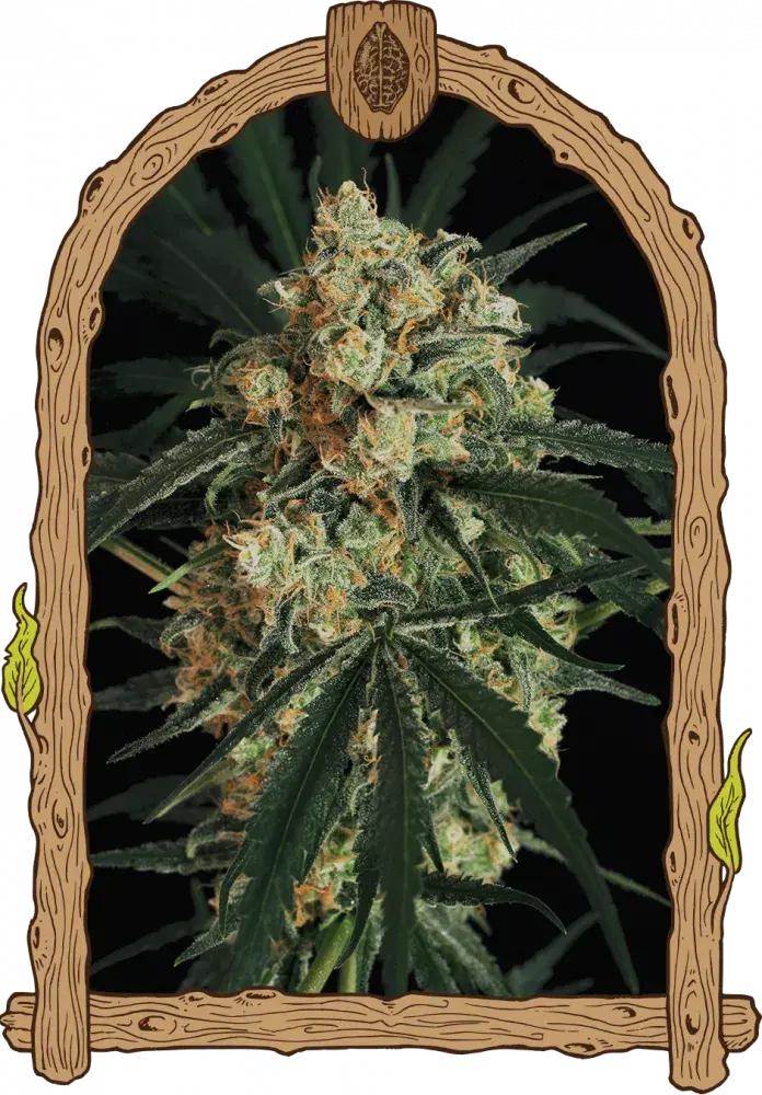 Triple A Auto Feminised Cannabis Seeds | Exotic Seeds
