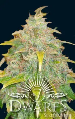 Trojan Auto Feminised Cannabis Seeds | 7 Dwarf Seeds
