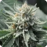 710 Genetics Tropical Berry Feminised Cannabis Seeds