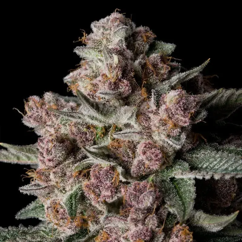 Tropical Jam Cannabis Seeds - Silent Seeds.