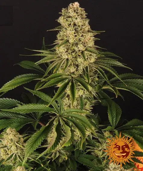 Tropicanna Banana Feminised Cannabis Seeds | Barney's Farm 