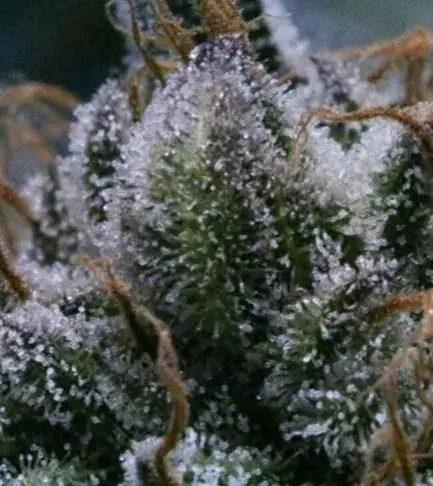 Tuna God Regular Cannabis Seeds | BC Bud Depot