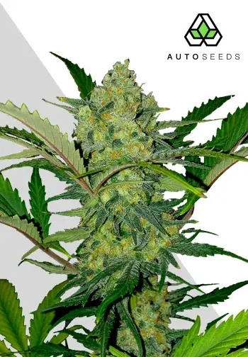 White Widow Auto Feminised Cannabis Seeds | Auto Seeds.