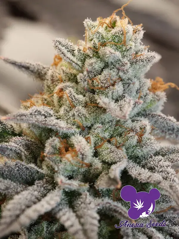 Vanilla Frosting Feminised Cannabis Seeds - Anesia Seeds