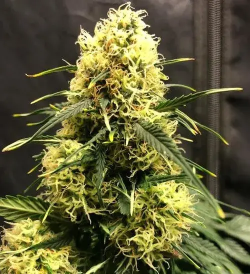 Vanilla Frosting Auto - Tastebudz - Discount Cannabis Seeds