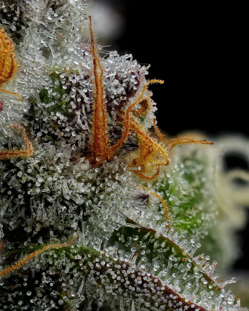 Vanilla Crême Pie Feminised Cannabis Seeds - Humboldt Seed Company