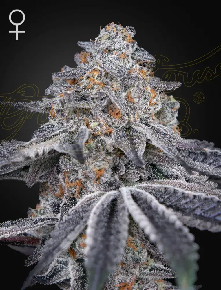 Velvet Moon Feminised Cannabis Seeds | Green House Seeds