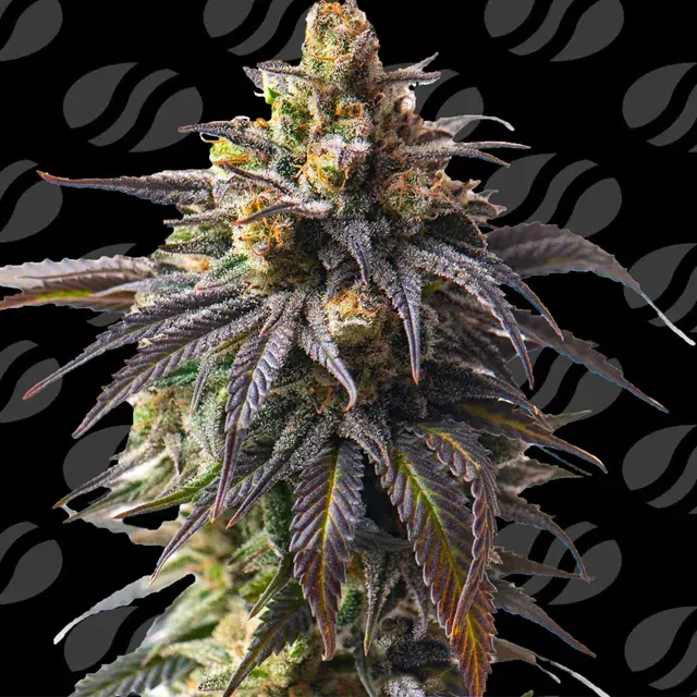 Velvet Drip Auto Feminised Cannabis Seeds | Original Sensible Seeds.
