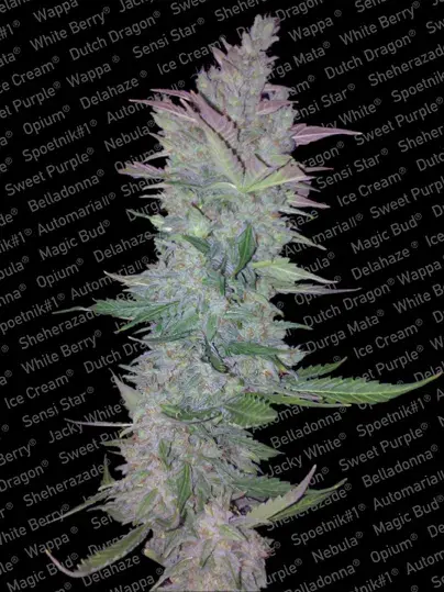 Vertigo Automatic Feminised Cannabis Seeds | Paradise Seeds
