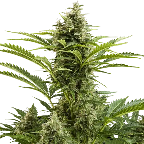 Vesta Auto Feminised Cannabis Seeds |  Buddha Seeds