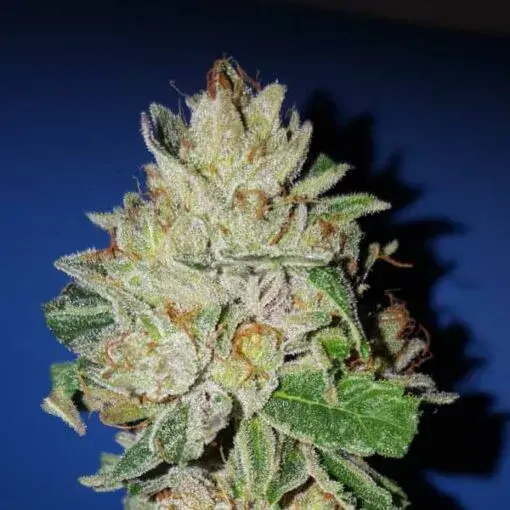 Violet Kush Feminised Cannabis Seeds | Garden of Green
