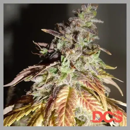Viva Sativa Feminised Cannabis Seeds | Feminized Seeds