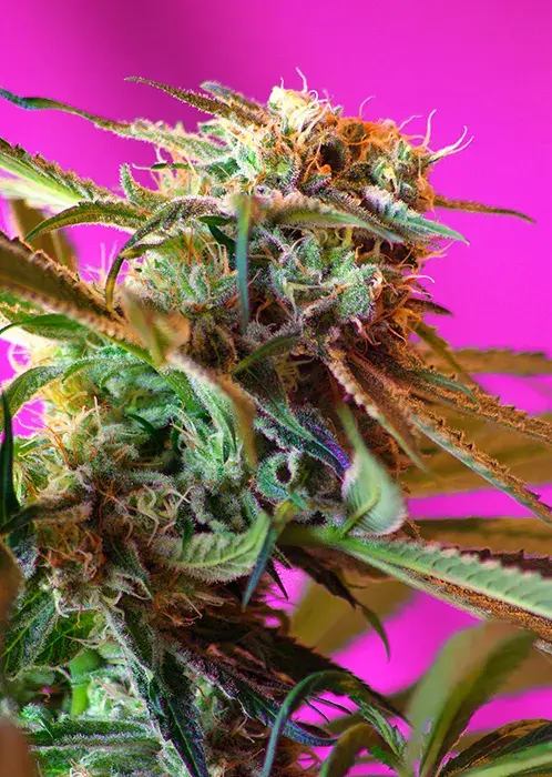 Wild Rose Feminised Cannabis Seeds | Sweet Seeds