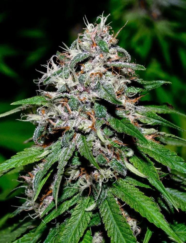 Wonder Kush Regular Cannabis Seeds | SickMeds Seeds