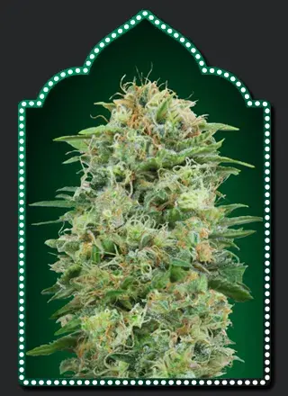 White Widow CBD Feminised Cannabis Seeds | OO Seeds