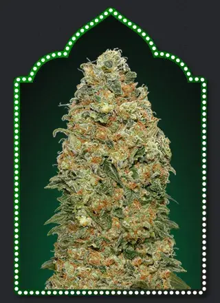 White Widow Feminised Cannabis Seeds | OO Seeds