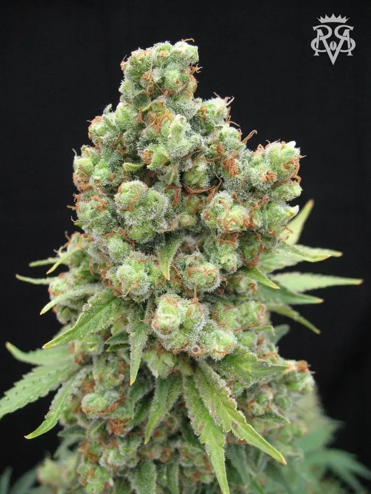 Sick Meds William's Wonder Regular Cannabis Seeds