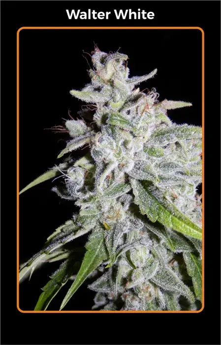 Walter White Auto Feminised Cannabis Seeds