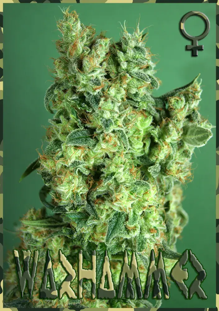 Warhammer Feminised Cannabis Seeds | Rockwell Seeds
