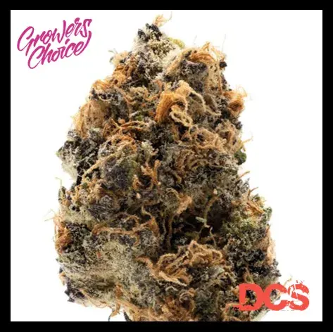 Watermelon Punch Auto Feminised Cannabis Seeds - Growers Choice