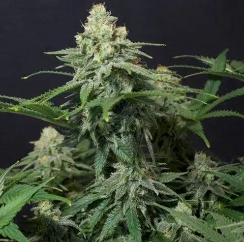 Wedding Cheesecake FF Feminised Cannabis Seeds | Fast Buds