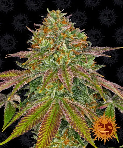 Wedding Cake Feminised Cannabis Seeds | Barney's Farm 