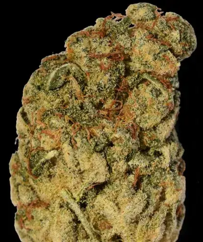 Wedding Cake Feminised Cannabis Seeds | Big Head Seeds